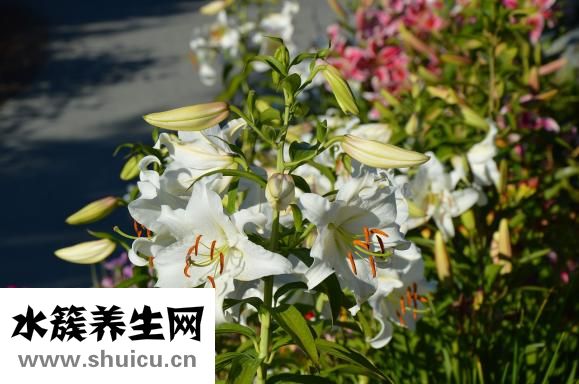 什么是阴阳人