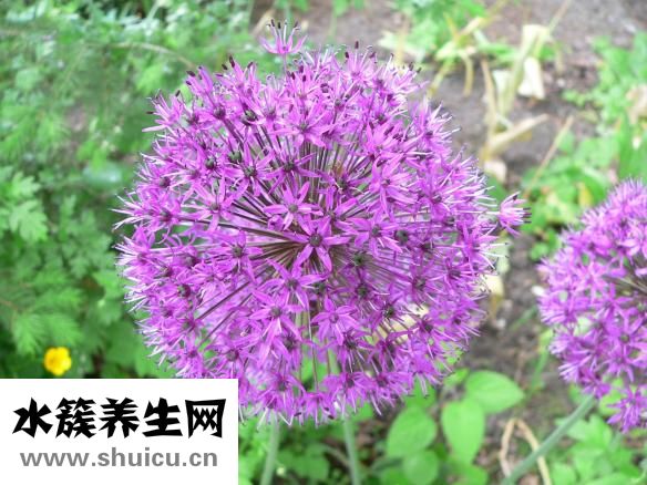 菜心怎么炒