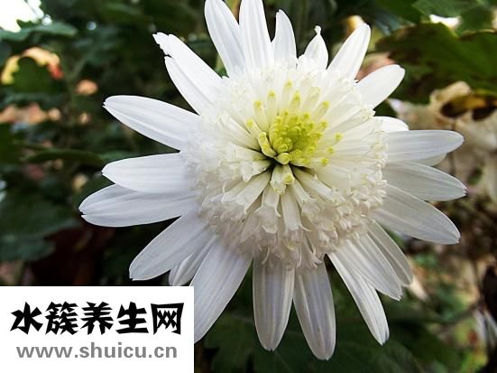 什么花适合放在卧室