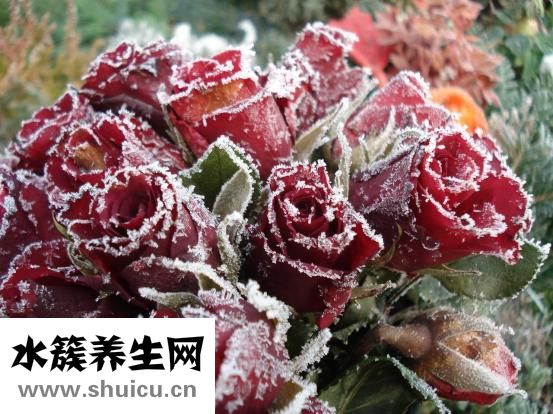 兰蔻怎么样