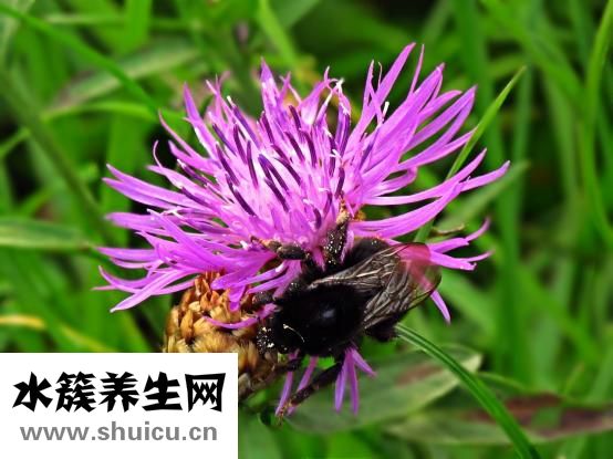 冬虫夏草如何吃