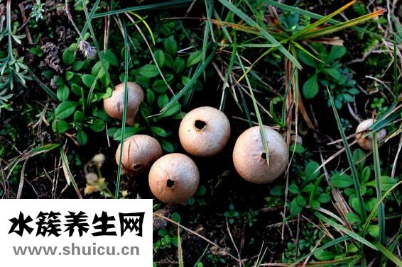 拉肚子吃什么药好
