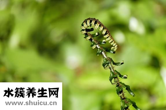冬笋是什么