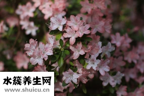 冬天的花有哪些