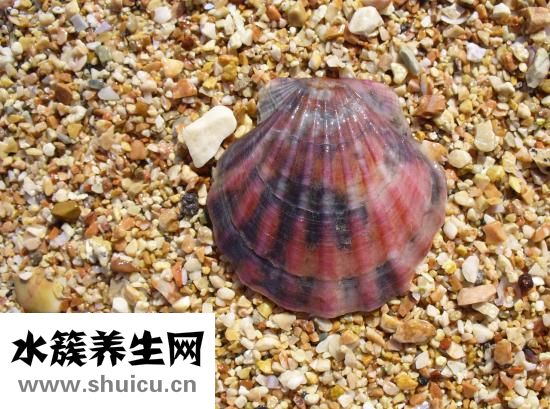 跟腱是什么