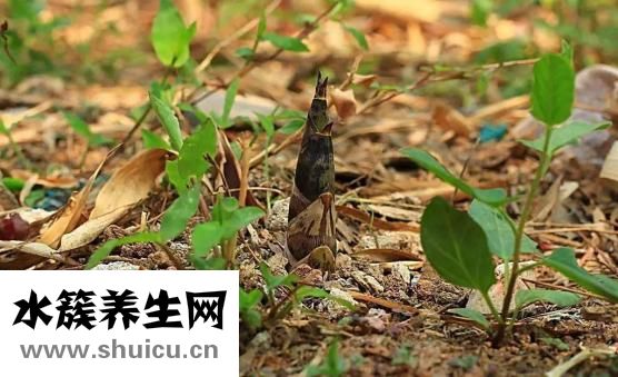 冬笋是什么