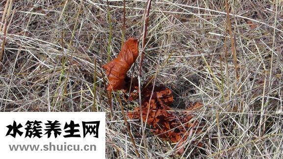 冬虫夏草如何吃