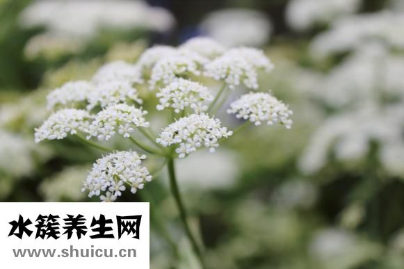 切辣椒辣手怎么办
