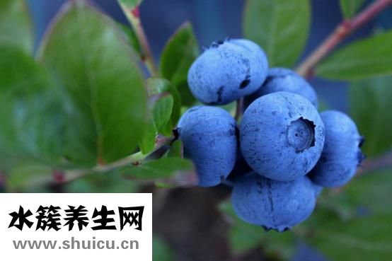 鼻子上的黑头怎么办