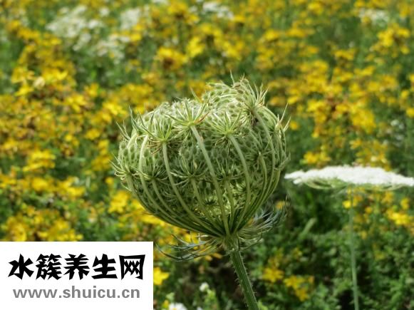 午餐吃什么好