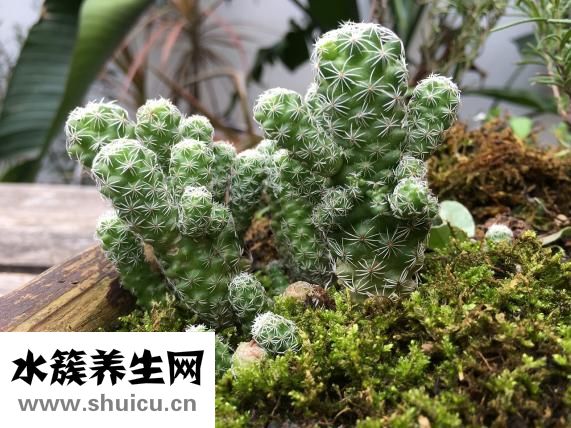 绿钻有什么用
