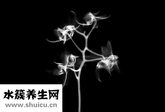 张飞的妈妈姓什么