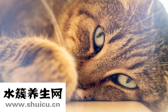 左眼跳什么
