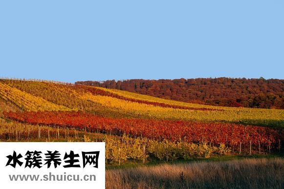 香榧怎么吃