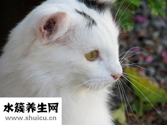 注射除皱有哪些