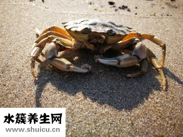 得了癌症怎么办