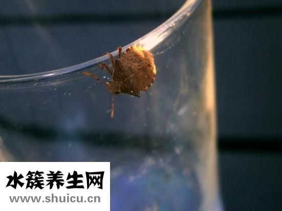 黄褐斑如何去掉