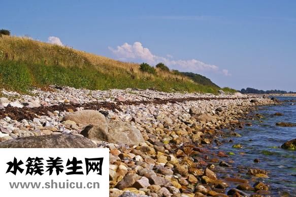 淡菜怎么吃