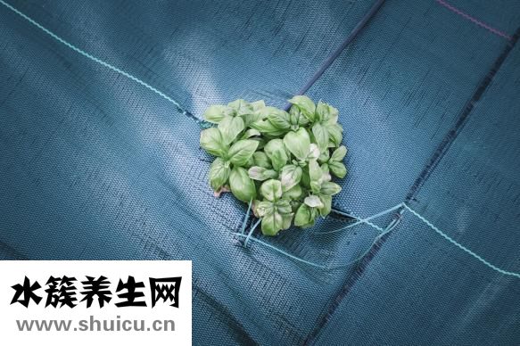 香精怎么用