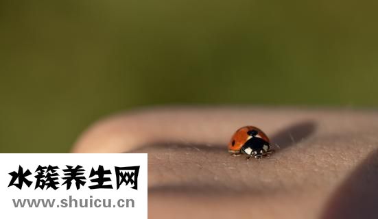 腿上有红血丝怎么办
