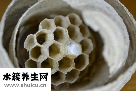 如何鉴别蜂蜜