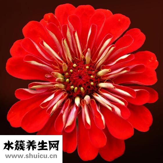 大舌头怎么办