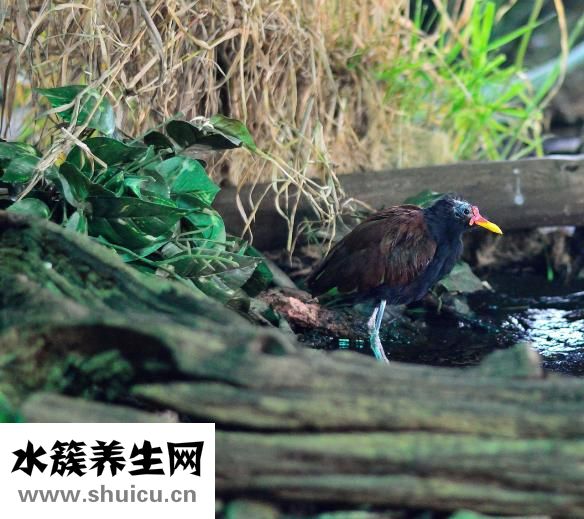 头发白了怎么办