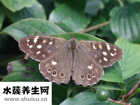 用什么洗脸可以祛斑
