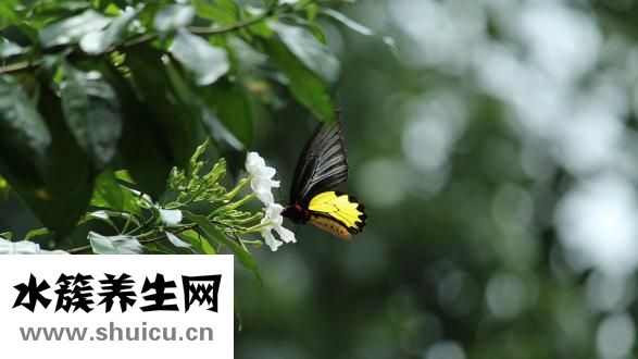 通心粉怎么做