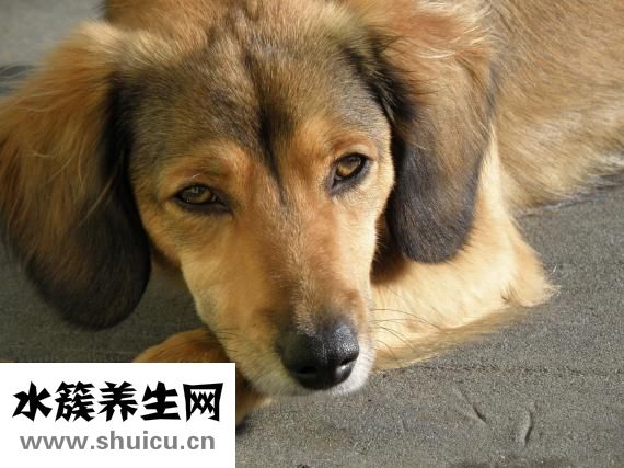 鼻子干燥怎么办