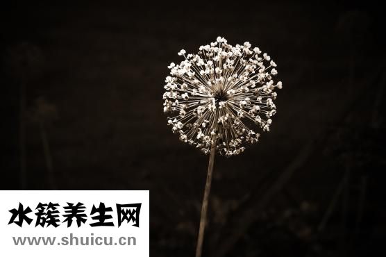 墨鱼干怎么吃