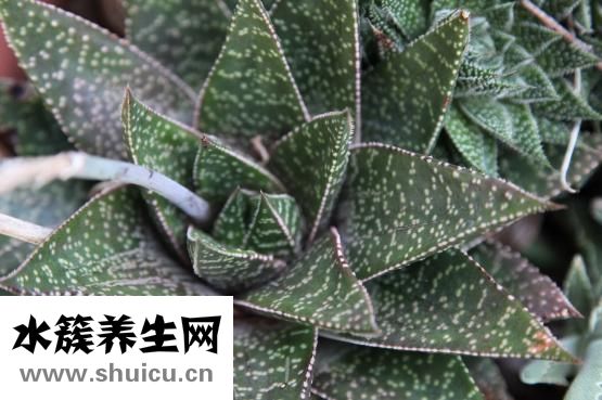 皮肤偏黄怎么美白