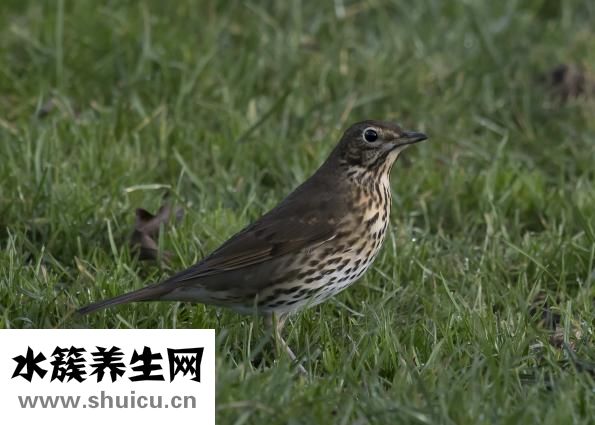 用什么洗脸可以祛斑