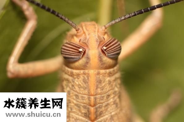 喉咙痛吃什么水果好