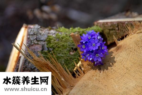 如何去除黄褐斑？一般是因为皮肤问题造成的