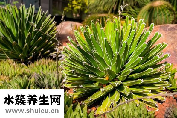 麦饭石是什么