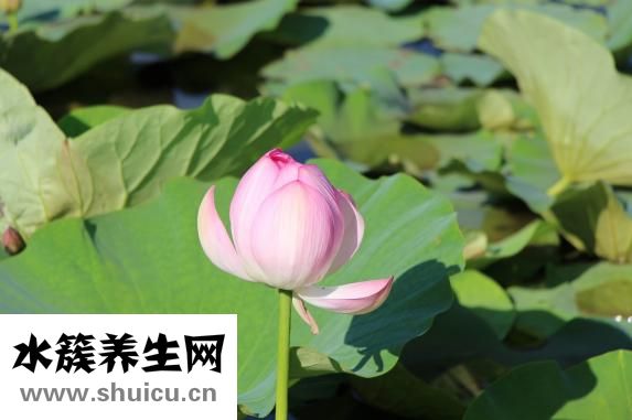 荷花象征着什么