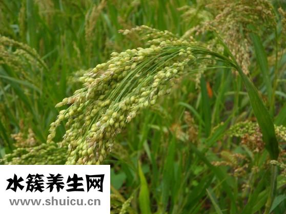 早餐吃什么可以减肥