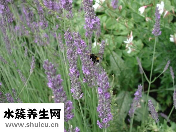 如何去除痘坑