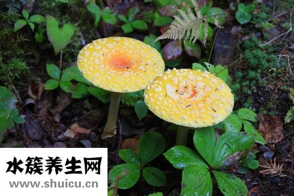 脚气是什么症状