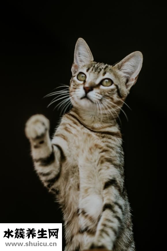 登革热是什么病