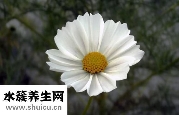 缺钾吃什么好