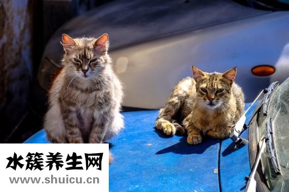 宝宝发热怎么办