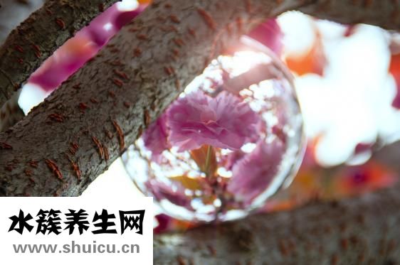 怎么治疗脂溢性脱发