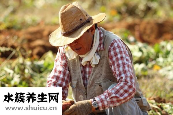 凤梨是什么