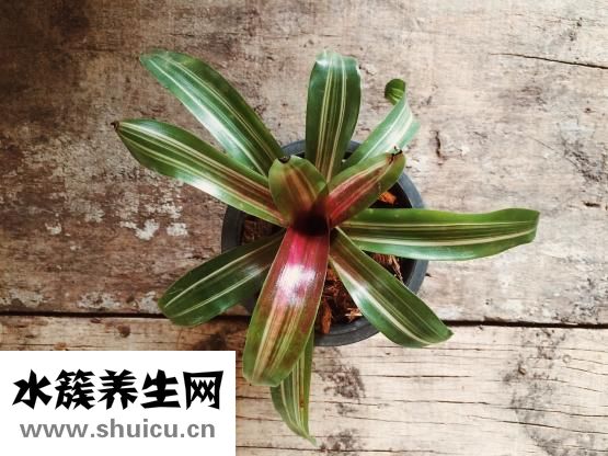 凤梨是什么