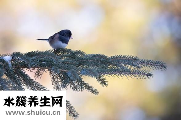 手发麻是什么原因