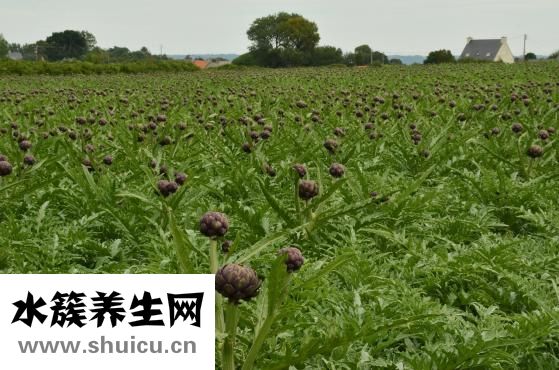 芦荟怎么浇水