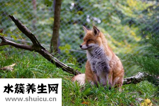 无痛人流多少