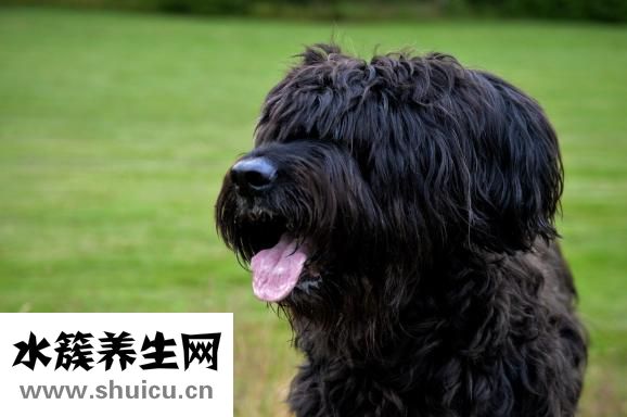 舌头发白是怎么回事